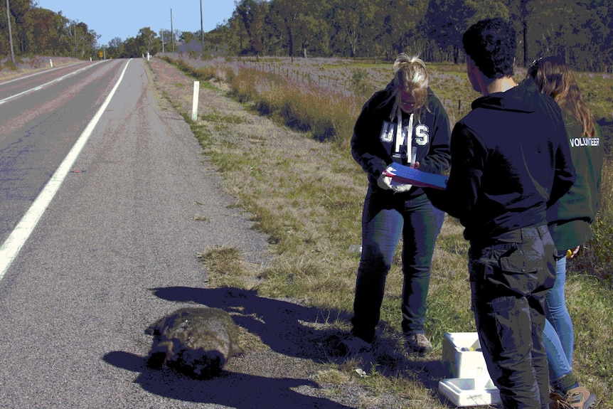 Students standing beside a dead wombat on the road