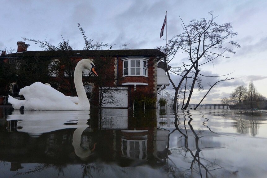 Swan swims near flooded homes in England