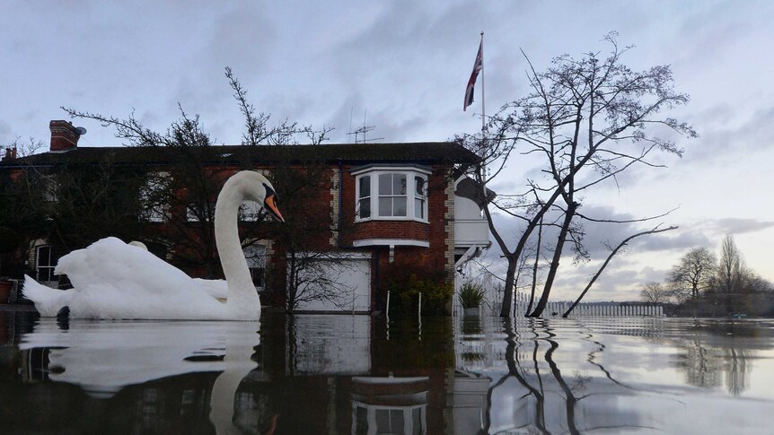 Swan swims near flooded homes in England