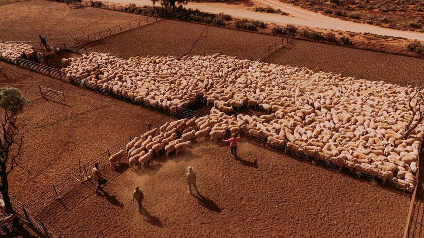 A flock of sheep on an outback station.