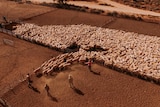 A flock of sheep on an outback station.