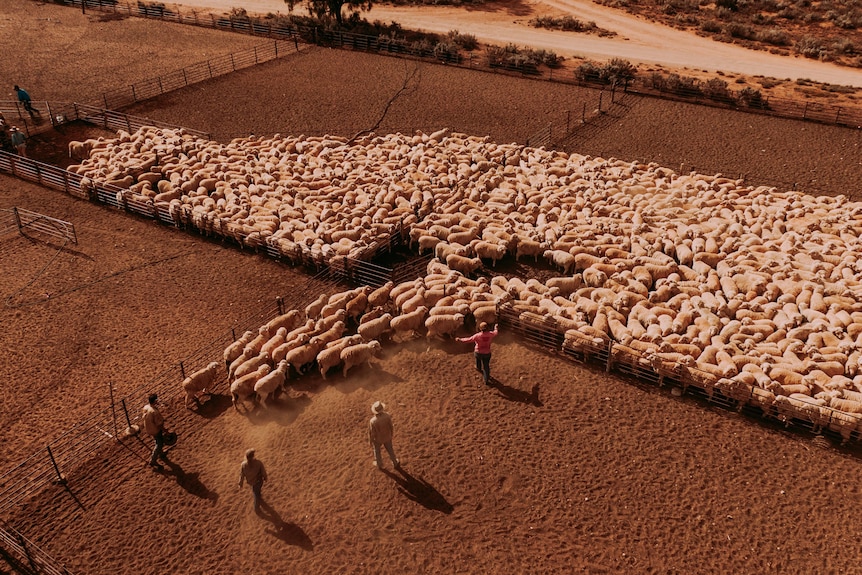 A flock of sheep on an outback station.