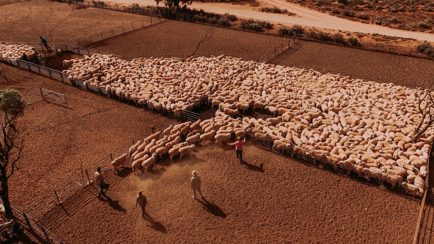 Le groupe Fortescue Metals d’Andrew Forrest s’apprête à acheter la plus grande station de moutons d’Australie à Rawlinna, WA