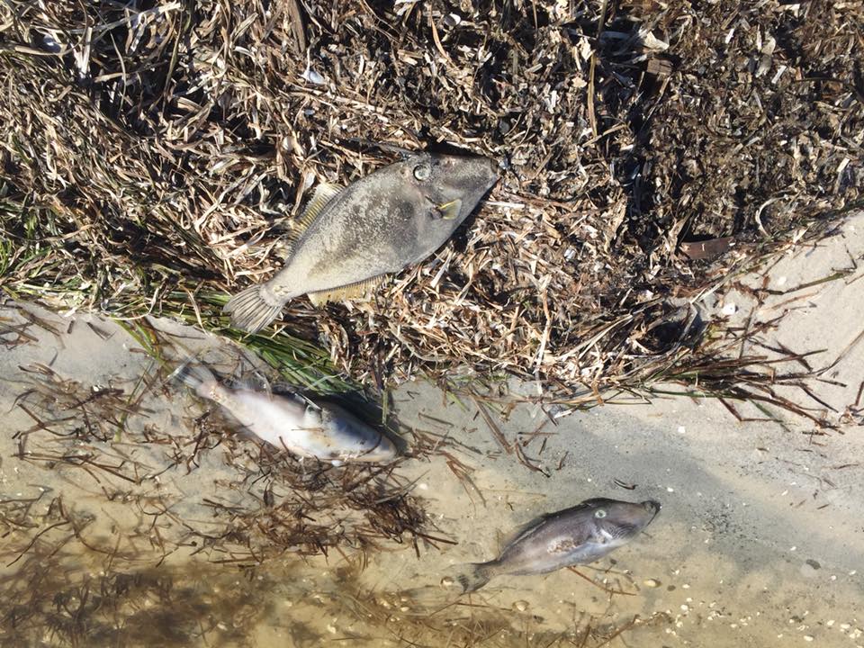 Thousands of fish wash up dead near Moruya in latest mass fish kill