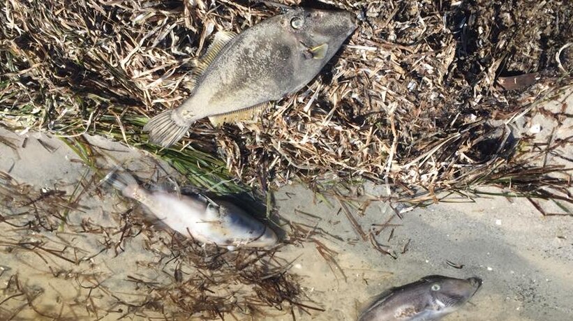 Thousand of snapper were killed during a fish kill near Tathra in February