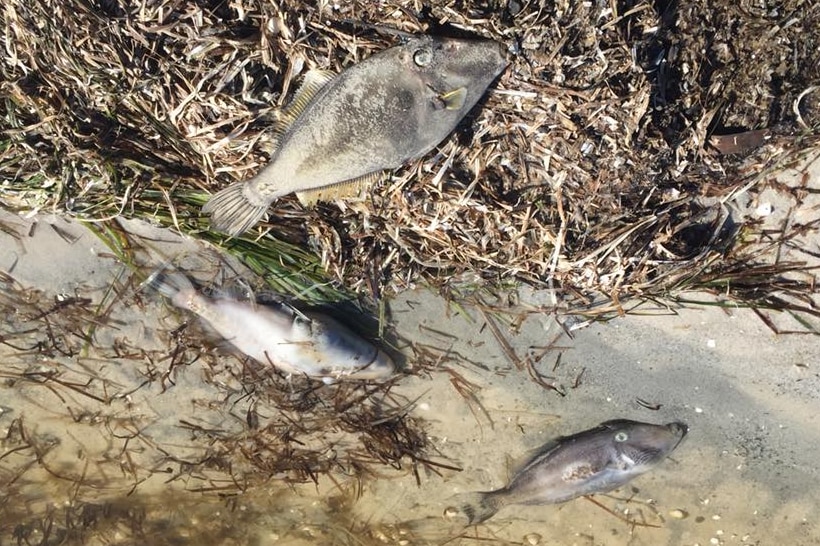 Thousand of snapper were killed during a fish kill near Tathra in February