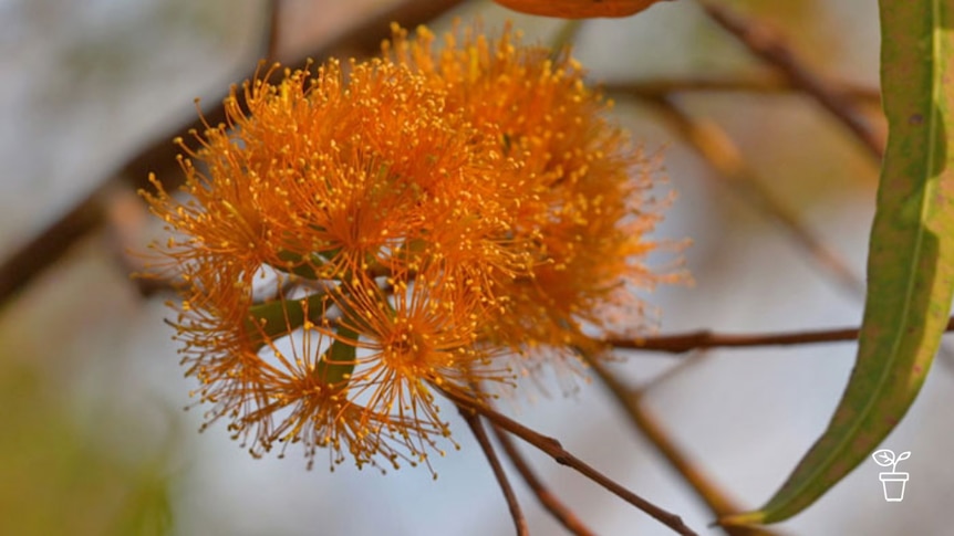 Orange-coloured blossom growing on tree