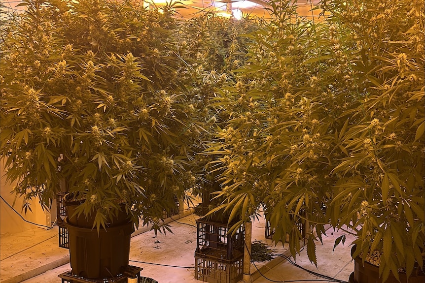 Cannabis plants in an indoor grow-room.