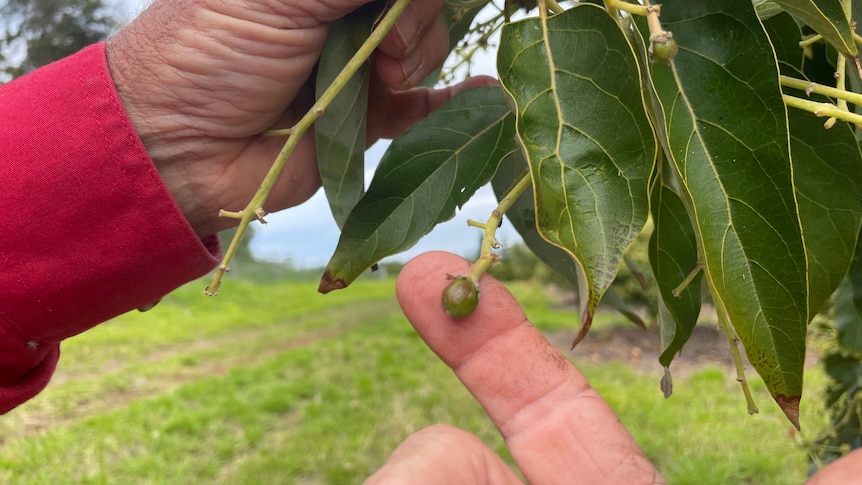 A hand hold a small branch of an avocado tree, with a small avocado growing