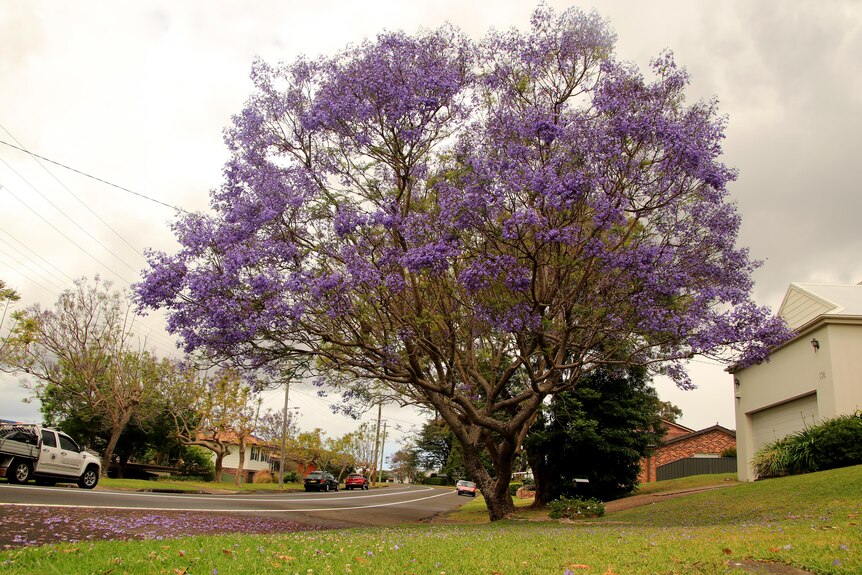 A Jacaranda tree in bloom on a street with houses around it.