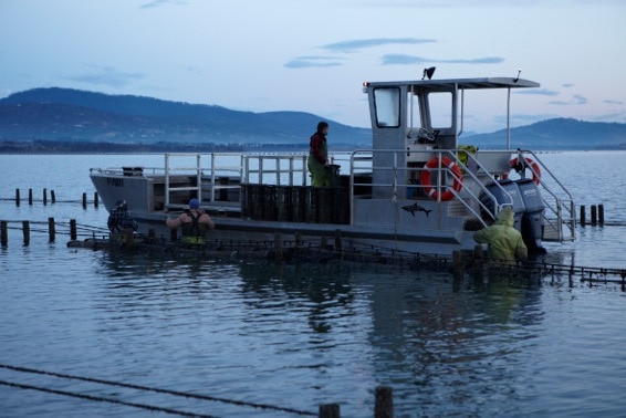 Pacific Oyster farmers drive a barge to tend to their stock in Tasmania.