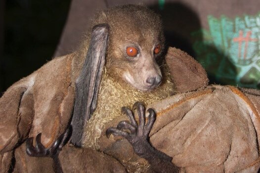 An image of the New Georgia monkey-faced bat.