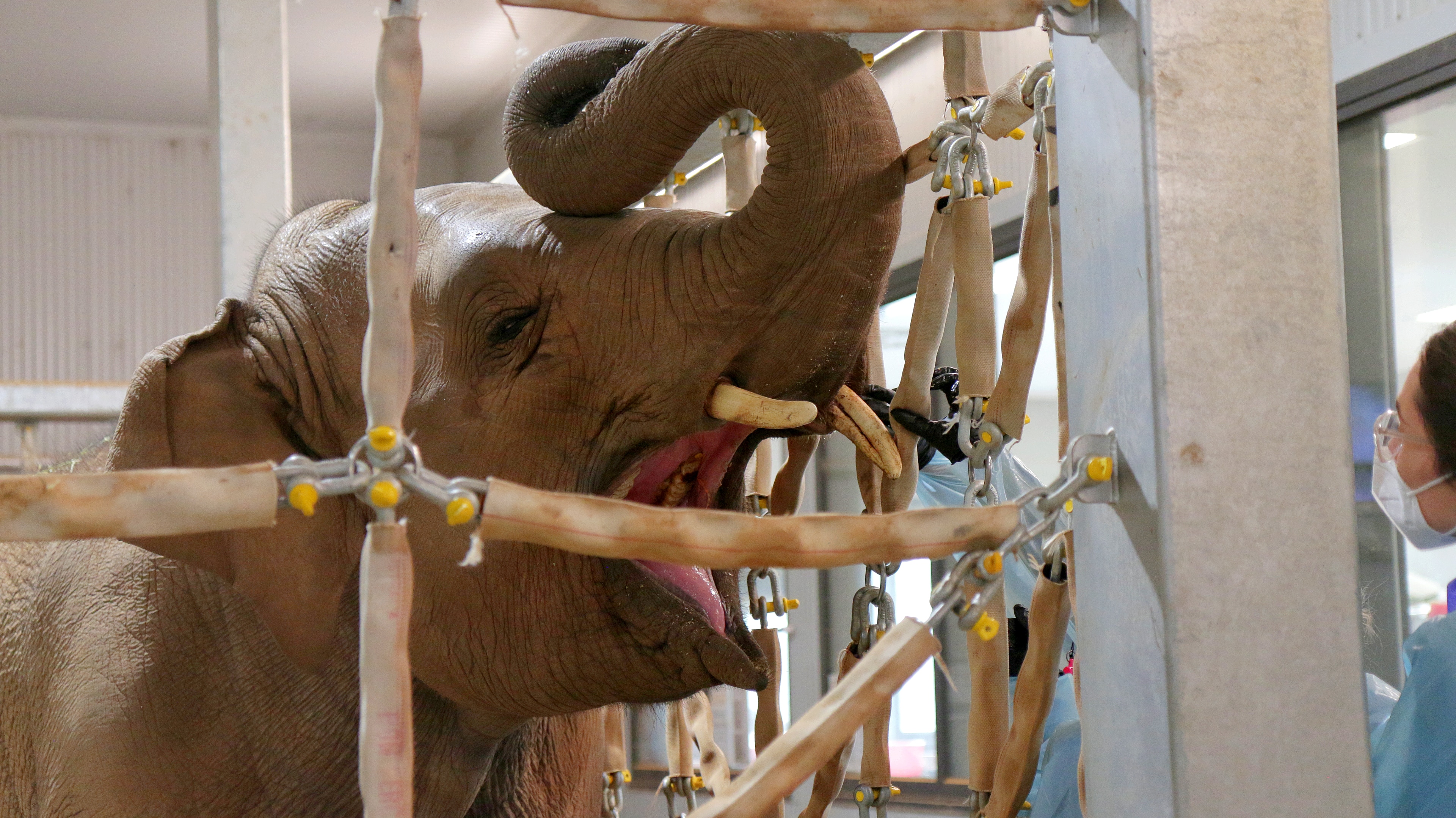 A young elephant behind a chained enclosure with its trunk raised and mouth open, a gloved hand near its tusk.