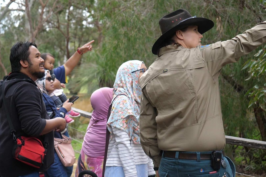 Visitors look at a koala on the boardwalk at Yanchep.