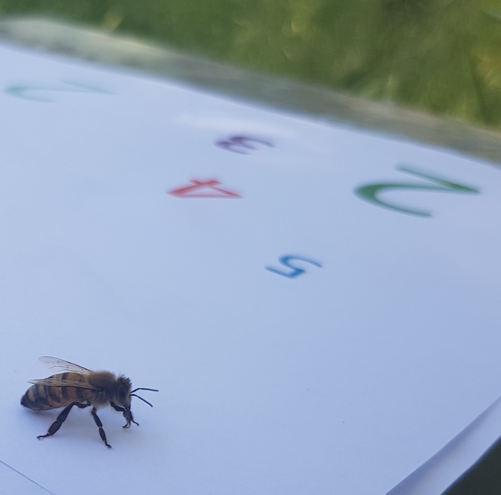 A bee with numbers