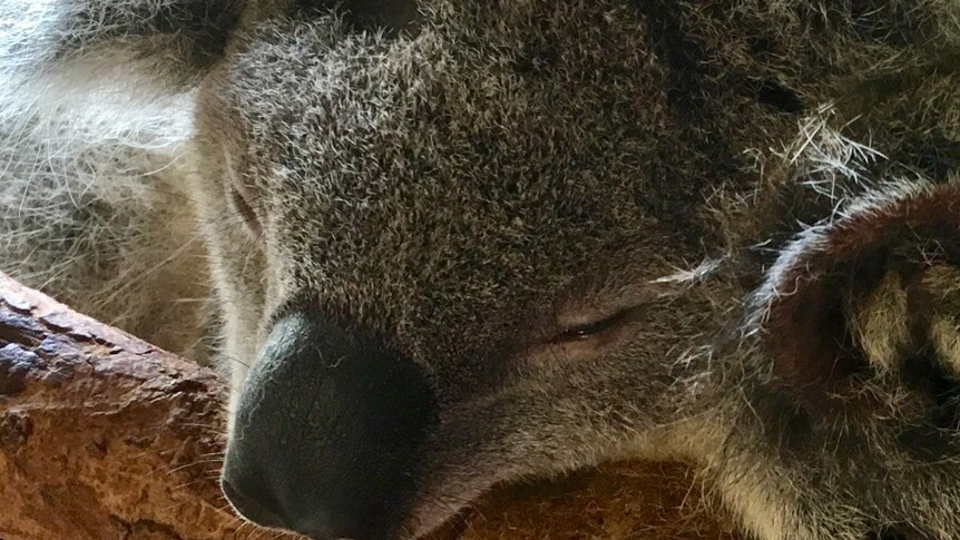 Koala joey with head down on a branch looking like it's sleeping