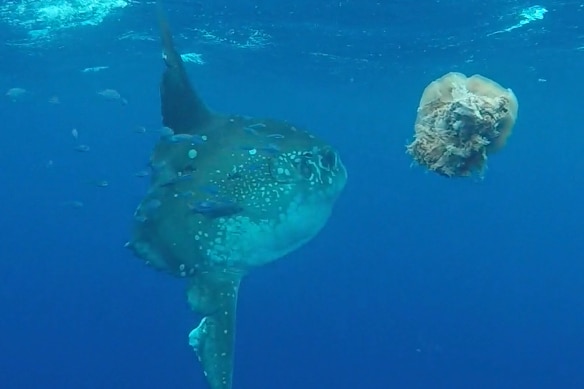 A large disc-shaped fish swims through the water with smaller fish nearby and a jellyfish in the foreground.