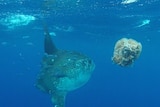 A large disc-shaped fish swims through the water with smaller fish nearby and a jellyfish in the foreground.