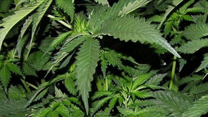 It is currently illegal in Australia to grow cannabis plants or use the leaves.