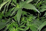 It is currently illegal in Australia to grow cannabis plants or use the leaves.
