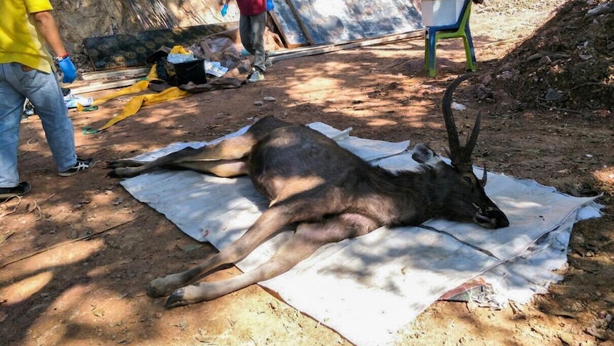 A dead deer lies on the ground on a white sheet as veterinarians walk around it with face masks and blue gloves.