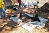 A dead deer lies on the ground on a white sheet as veterinarians walk around it with face masks and blue gloves.