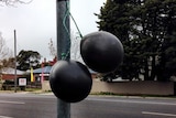 Black balloons hanging in the streets of Bendigo to oppose plans to build a mosque