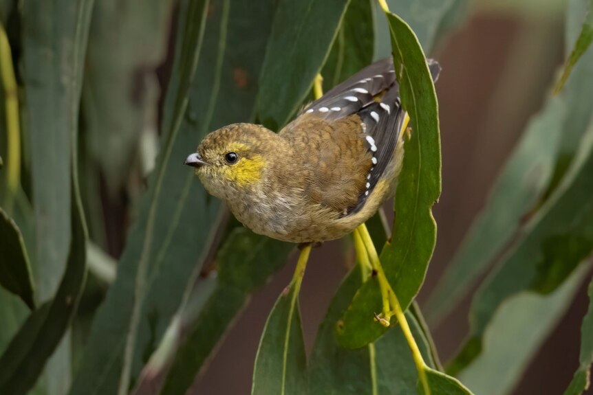 A small brown and green bird with white spots sits in a tree