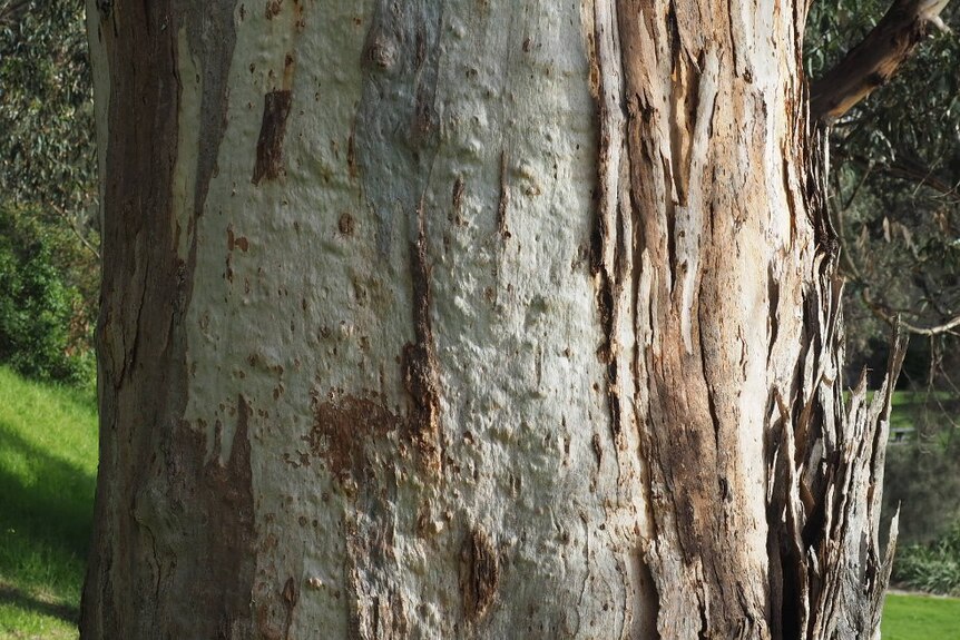 A close up image of peeling bark on a gum tree.