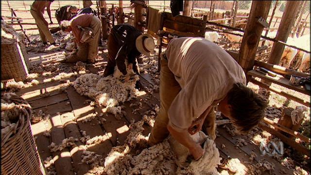 Outback House: Last day of shearing - ABC Education