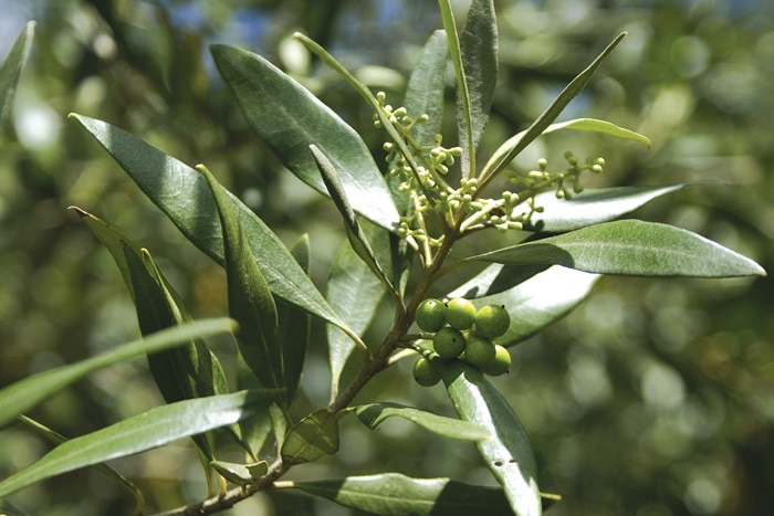 The African Olive