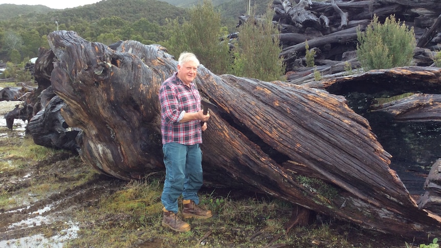 A man in jeans, boots and a checked shirt holds an act near a giant felled tree.