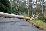 A large fallen tree and damaged powerline in a local street.