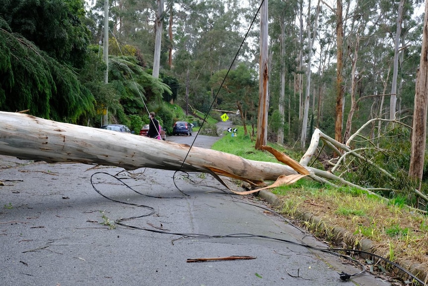 A large fallen tree and damaged powerline in a local street.