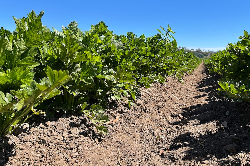 Picture of rows of celery growing in a paddock on river flats, contrasted by a deep blue sky.