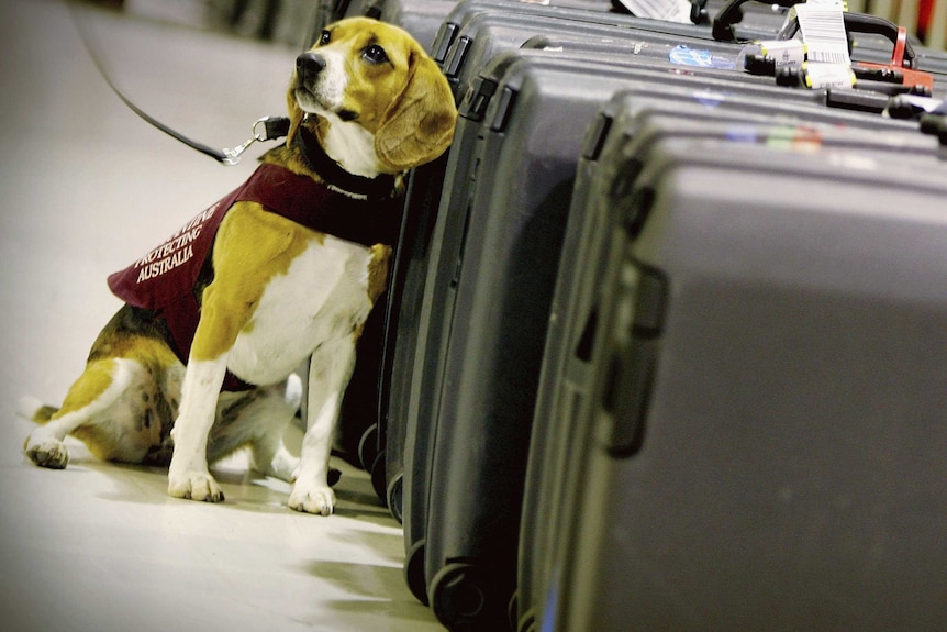 A quarantine detection dog sits by baggage at Sydney airport.