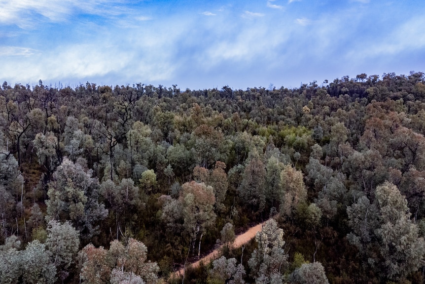 A drone shot showing the treetops of Pilliga forest.