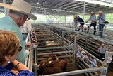 Auctioneers selling cattle at the Casino saleyards.