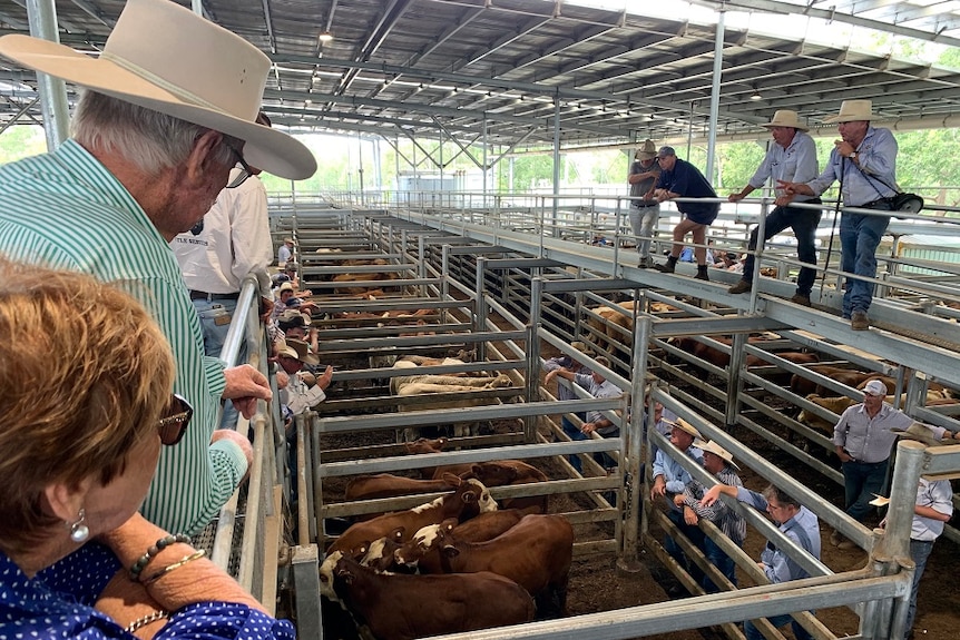 Auctioneers selling cattle at the Casino saleyards.