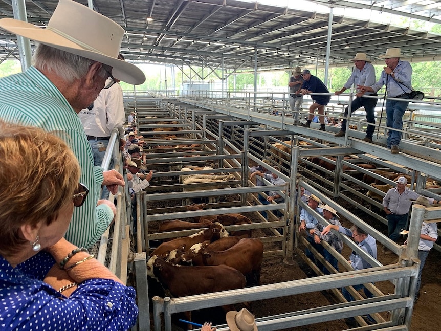 Auctioneers selling cattle at the Casino saleyards.