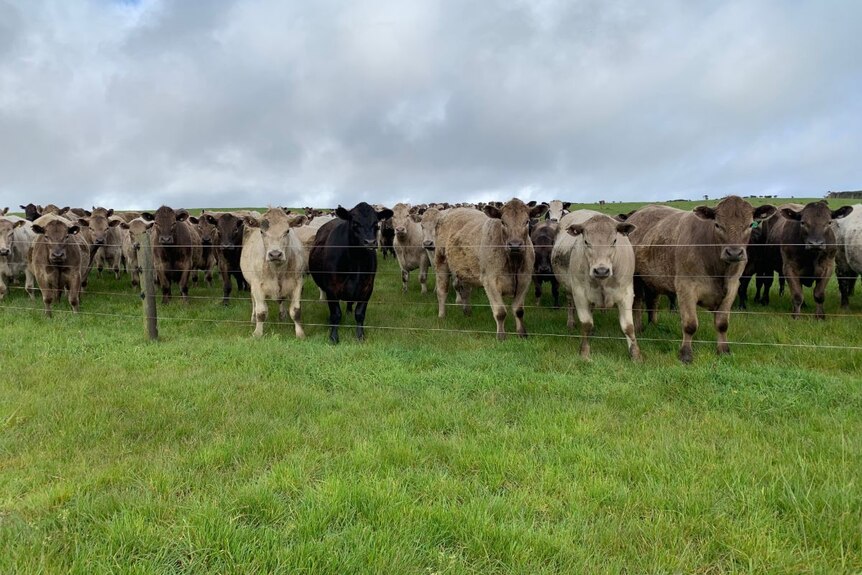 Murray Grey cattle in a pasture on King Island.