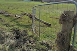 Fence damage in northern Tasmania