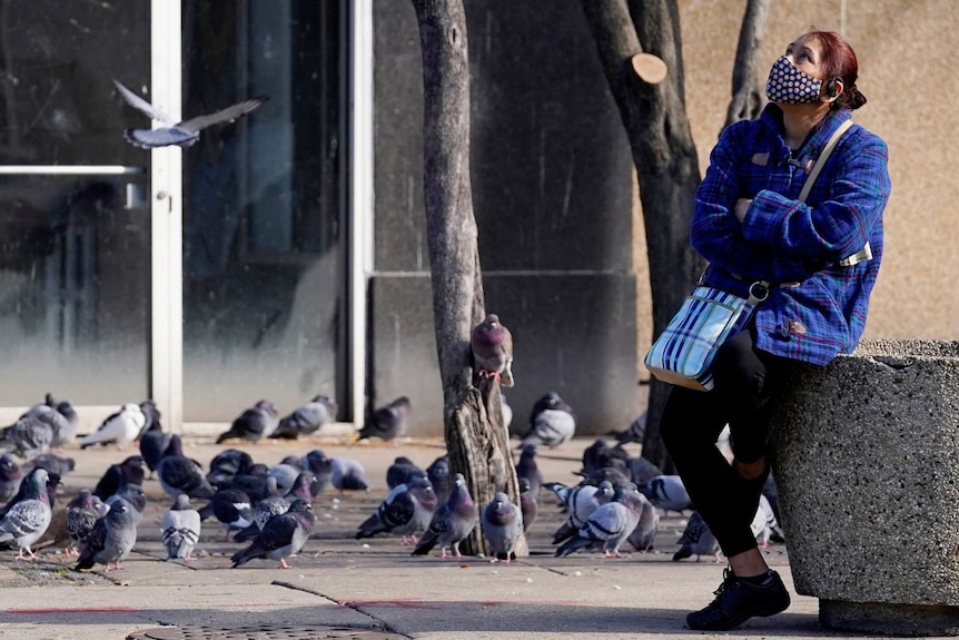 A woman wears a mask and looks up as she waits for a bus at a bus stop in Chicago with pigeons behind her on the ground