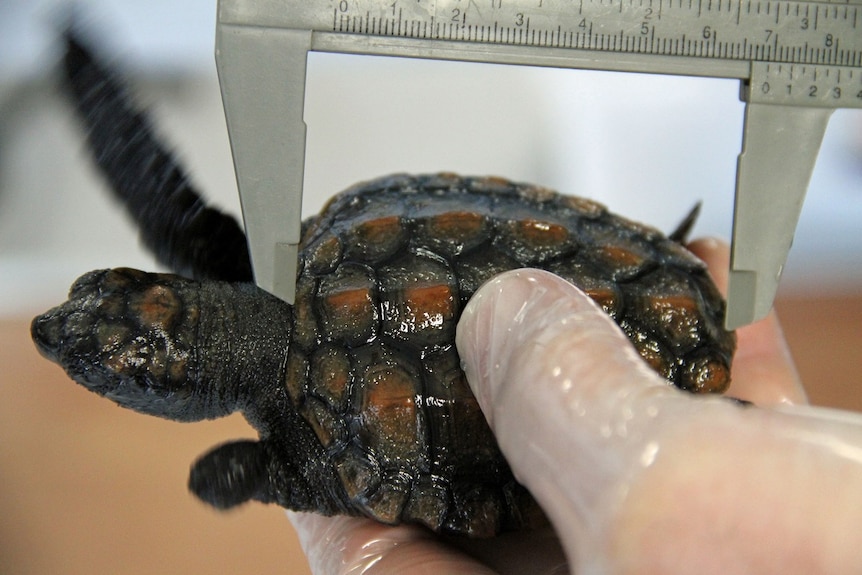 A loggerhead turtle being measured in Bunbury, Western Australia