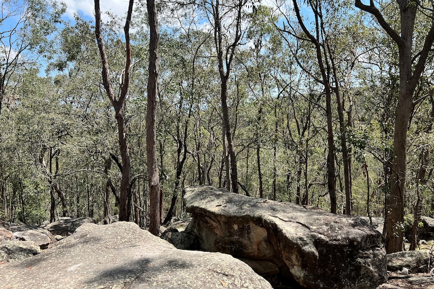 Two large rocks are seen in front of a eucalyptus forest in Toohey Forest.