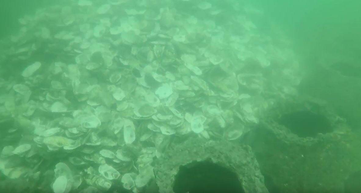 Artificial oyster reefs bringing Queensland waterways back to life