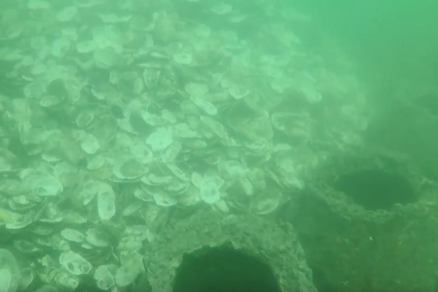 A pile of oyster shells surrounded by concrete blocks underwater.