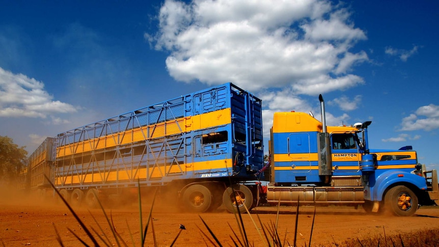 A road train carrying cattle near Darwin. June 7, 2004.