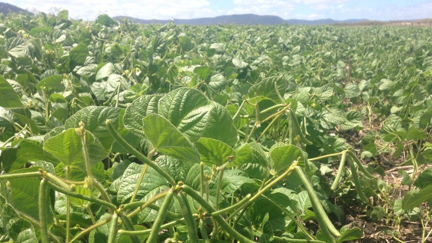 A field of mung beans in QLD.