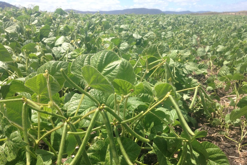 A field of mung beans in QLD.